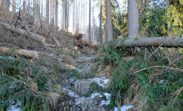 Photo of Recent tree falls now cleared, much easier than previous time