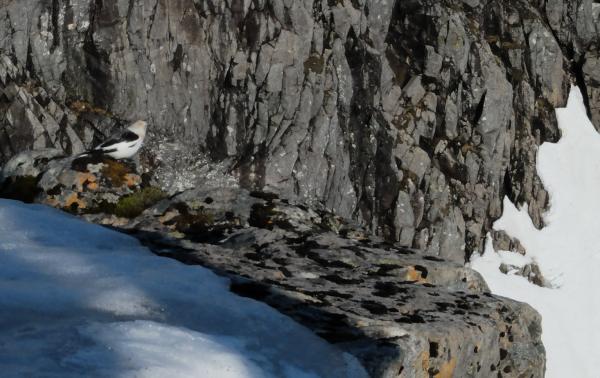 Photo of Snow bunting on edge of Gardyloo Gulley