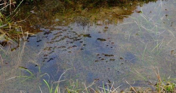 Photo of Frog spawn beside lower track