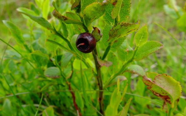 Photo of Blaeberry (Scottish name, Billberry English name)