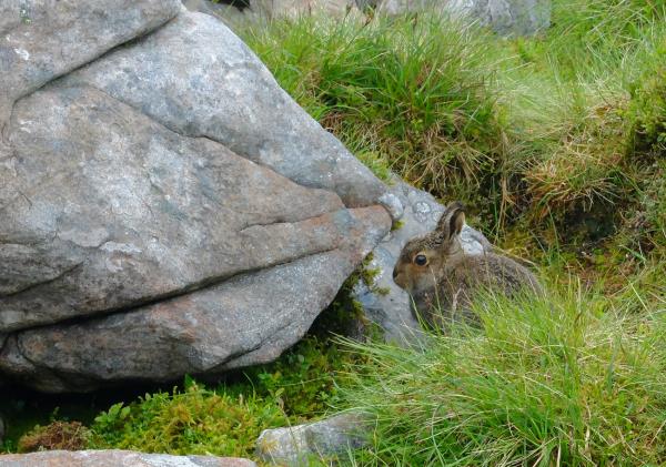 Photo of Rabbit spotted at 800m whilst descending from bealach near Coire na h-Eirghe
