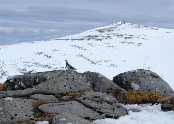 Photo of Ptarmigan at The Stuic with Cac Carn Beag in distance