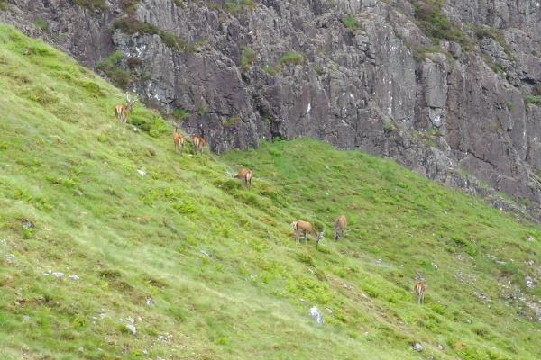 Photo of Small herd of stags in Coire nan Lochan