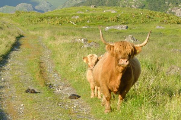 Photo of Shy highland calf