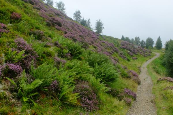 Photo of Heather in full bloom in nature reserve area